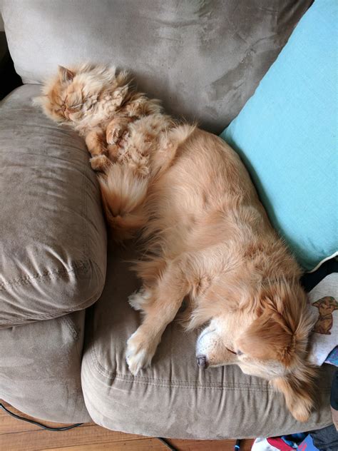 My Cat And Dog Just Became The Real Life Catdog Aww