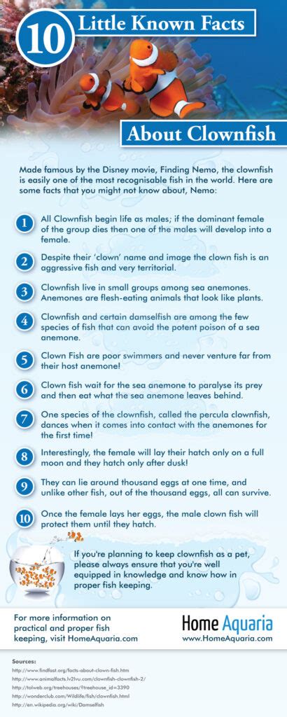Infographic 10 Little Known Facts About Clown Fish Maritimecyprus