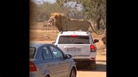 Lion ‘tries To Open Tourist Filled Safari Cars Door Watch Nail