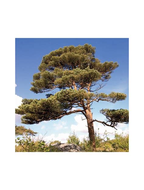 Acheter Pin Bio Bourgeons 100g Tisane De Pinus Sylvestris