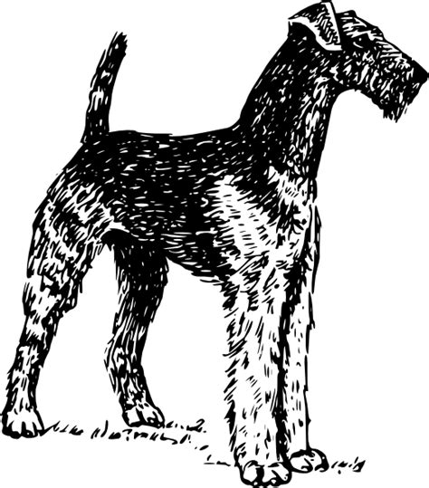Airedale clip art (108100) Free SVG Download / 4 Vector