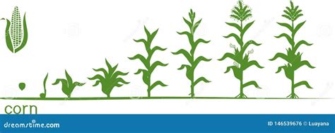 Life Cycle Of Corn Maize Plant Growth Stages From Seed To Fruiting