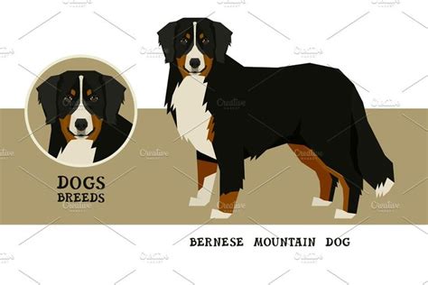 dog breeds swedish vallhund dog breeds bernese mountain dog mountain dogs