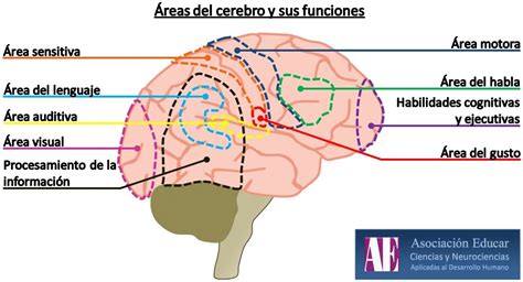 Ilustración Neurociencias Áreas del cerebro y sus funciones