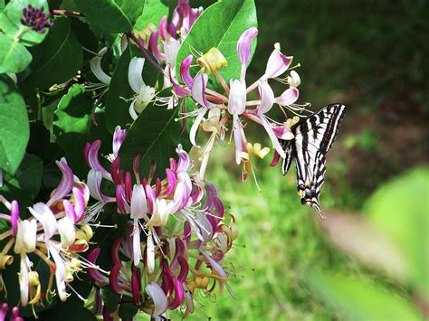Swallowtail And Honeysuckle Photograph By Julie Rauscher Fine Art America