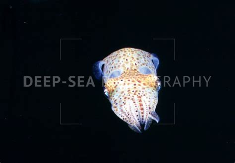 Pacific Bobtail Squid Deep Sea Photography