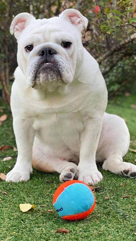 Facts Photos And Secrets About English Bulldog That Everyone Should