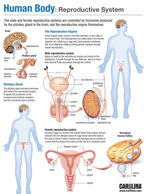 Human Body Reproductive System Carolina
