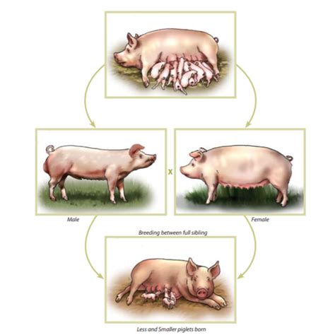 How To Farm Pigs Breeding The Pig Site