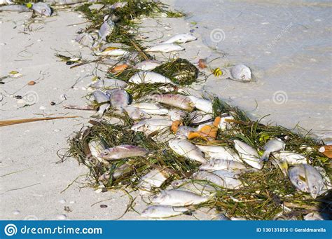 Dead Fish Washed Up From Red Tide On A Beach Stock Image Image Of