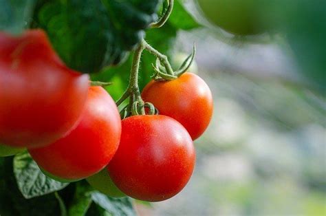 Free Image On Pixabay Tomatoes Fresh Bush Vegetables Gefülltes