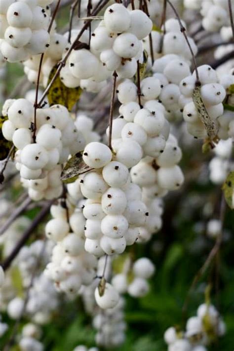 Buy White Snowberry Bush Free Shipping Wilson Bros Gardens 1