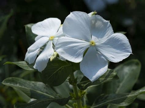 Amazing Meaning And Symbolism Of Periwinkle Flower And Color Florgeous