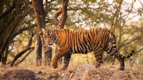 Tiger Populations Surge In India And Bhutan Greencitizen