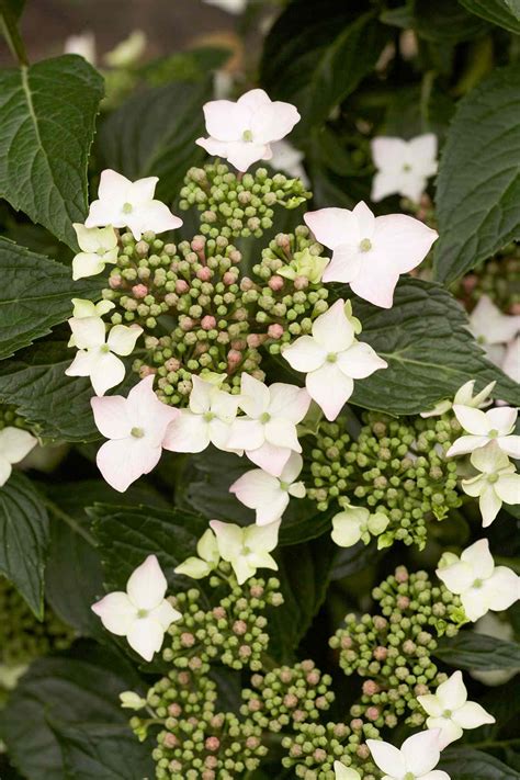 Choose The Best Hydrangeas For Your Garden Better Homes And Gardens