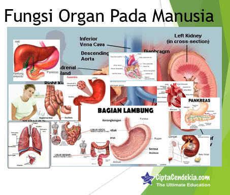 Tubuh manusia terdiri dari sel, jaringan, organ, dan suatu sistem organ. Fungsi Organ Pada Manusia dan Jenis Gangguannya ...