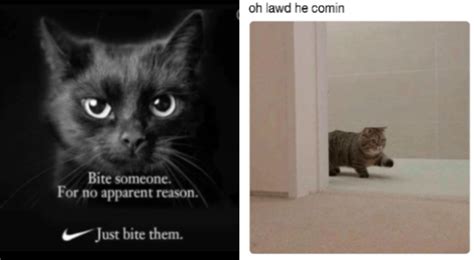 You Have Decided Here Are The Best Cat Memes Of The Decade 100 51 Best Cat Memes Funny Cat