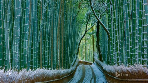 Japan Bamboo Forest Arashiyama 2016 Bing Desktop Wallpaper 1920x1080