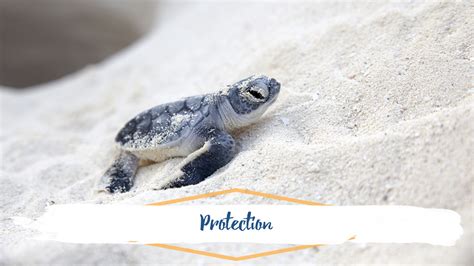 What You Need To Know About Sea Turtles On Topsail Island