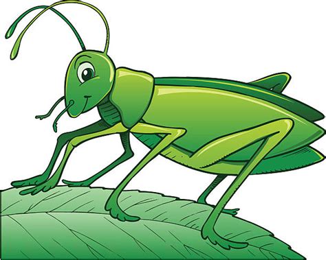 Royalty Free Cricket Insect Clip Art Vector Images And Illustrations