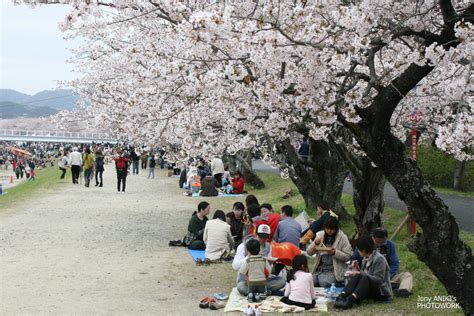 Jawabannya adalah bunga matahari atau himawari jika disebut dalam bahasa jepang. Beasiswa Jurusan Bahasa Jepang di Jepang | Berita Terbaru