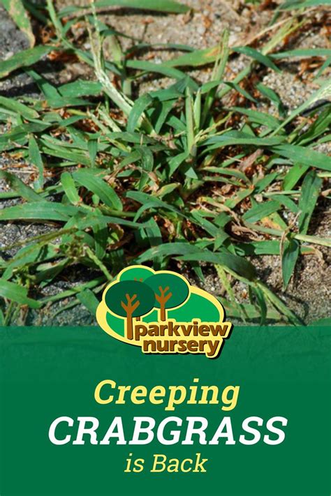 Creeping Crabgrass Is Back Parkview Nursery Crab Grass How To