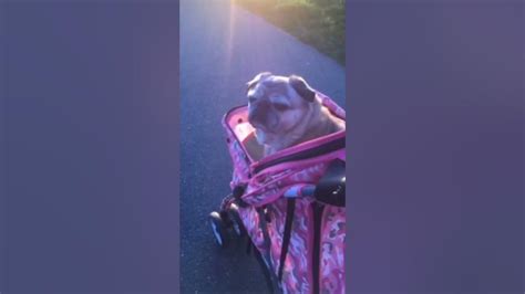 how to walk a senior pug pug goes for walk in stroller to the ocean puglife pugofmylife
