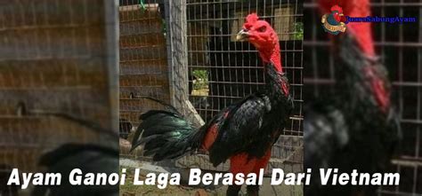 Ikuti bagian 2 #webserieskompastv sabung ayam: Ayam Ganoi Laga Berasal Dari Vietnam