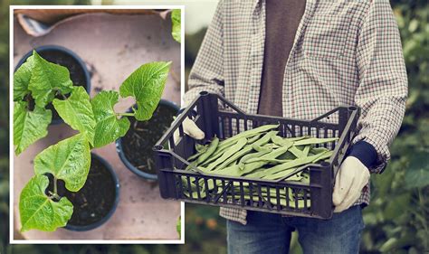 When To Plant Runner Beans Sow This Weekend For Early Summer Harvest