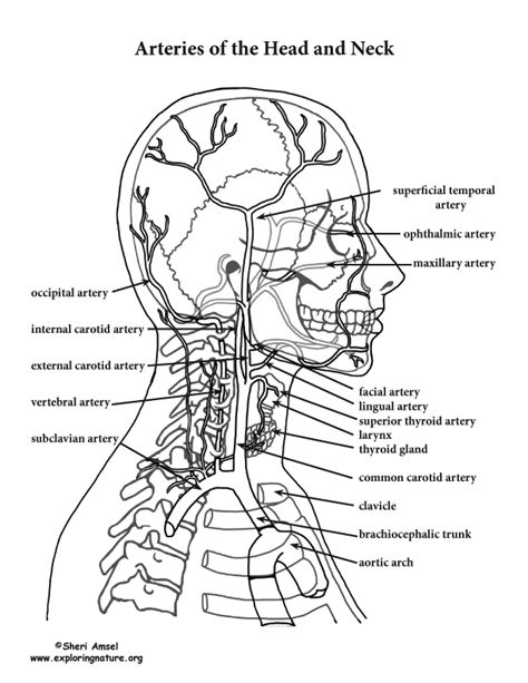 Examine a second specimen and notice any differences, such as asymmetries in the size of the vertebral or posterior communicating arteries. Arteries of the Head and Neck (Advanced*)