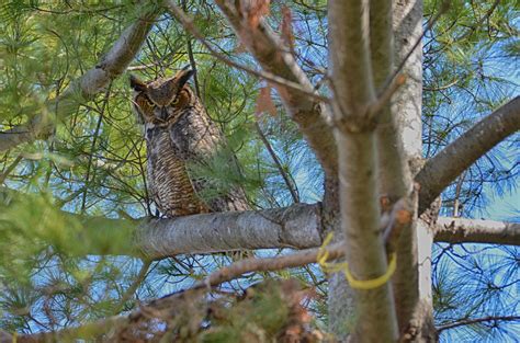 Great Horned Owl — Madison Audubon