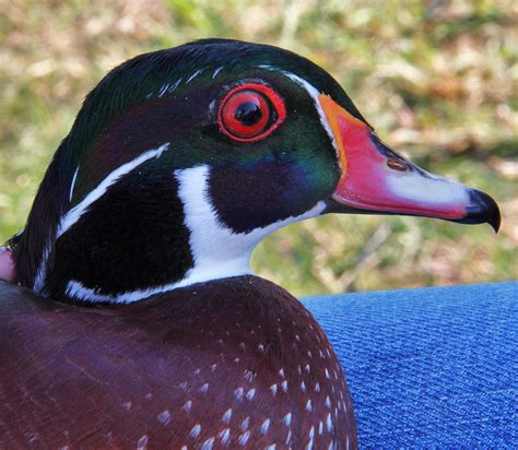 Colorful Male Wood Duck Image Free Stock Photo Public Domain Photo