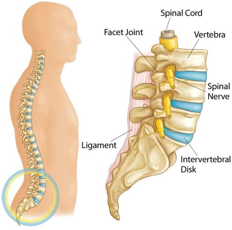 If you are primarily a back sleeper, making a few adjustments can help you sleep better with a herniated disc. Herniated Disk in the Lower Back - OrthoInfo - AAOS