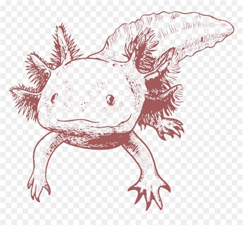 Amphibian Drawing Axolotl Axolotl Black And White Hd Png Download Vhv