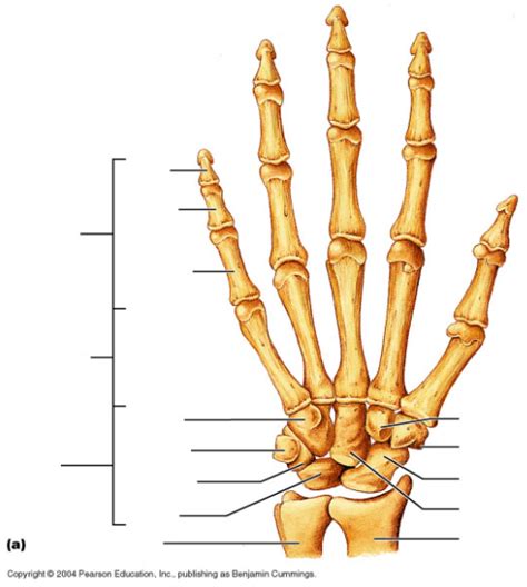 Right Hand Anterior Anatomical Position Diagram Quizlet