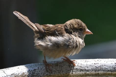 Its All About Purple A Baby Sparrow