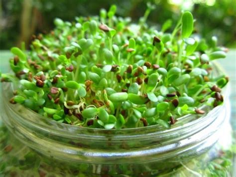 Growing Alfalfa Sprouts Recipe Food Com Recipe Alfalfa Sprouts Alfalfa Sprouts Recipes