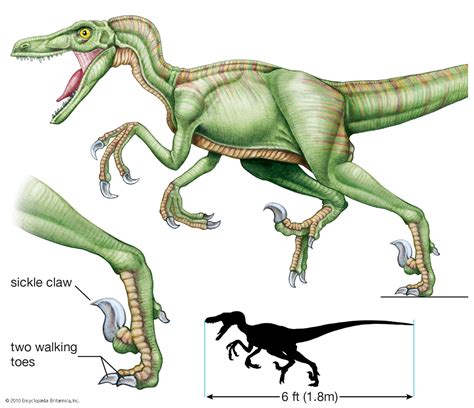 Dromaeosaur Carnivorous Bipedal Dinosaur Feathered Species Britannica
