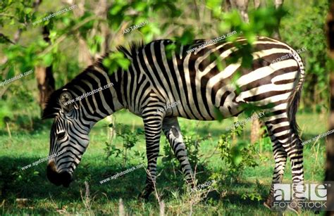 Zebra Ruaha National Park Tanzania Stock Photo Picture And Rights