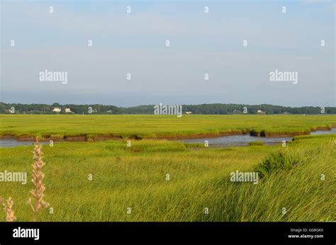 Summer With Tall Marsh On Duxbury Beach In Massachusetts Stock Photo