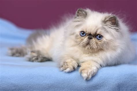 Due to being pure breeds, persian cats can be quite expensive. Persian Cat Facts