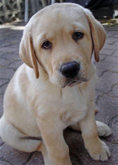 A Sweet Sad Face Yeah Right This A Lab Puppy We