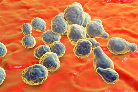 Cryptococcus Neoformans Fungus Illustration Stock Image F Science Photo Library