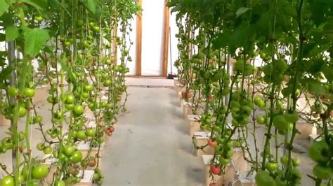 Hydroponic Tomatoes A Greenhouse Walk Through Youtube