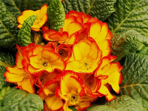 Fondos De Pantalla Amarillo Flor Primavera Prímula Flora Pétalo