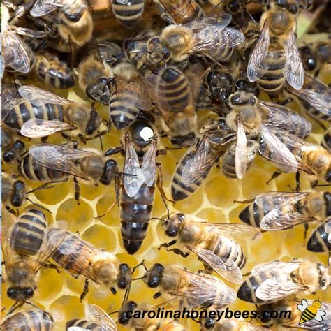 Queen Bee Life Cycle What You Need To Know Carolina Honeybees
