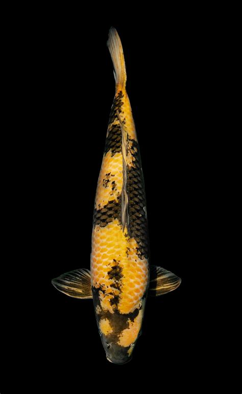 Jumbo Koi For Sale Large Sized Japanese Koi Imports Select Koi