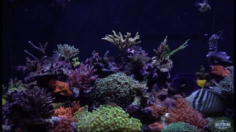 Reefbum Tank Update In 4k February 2019 Youtube