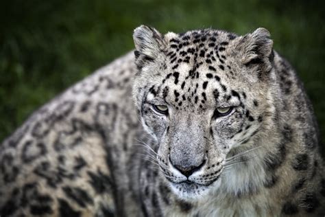 Photo Journal Of Sorts Photographing Big Cats