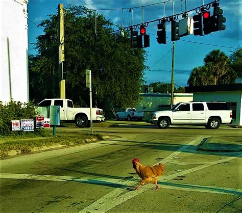Why Did Chicken Cross The Road Blank Template Imgflip
